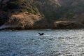 Whale Tale